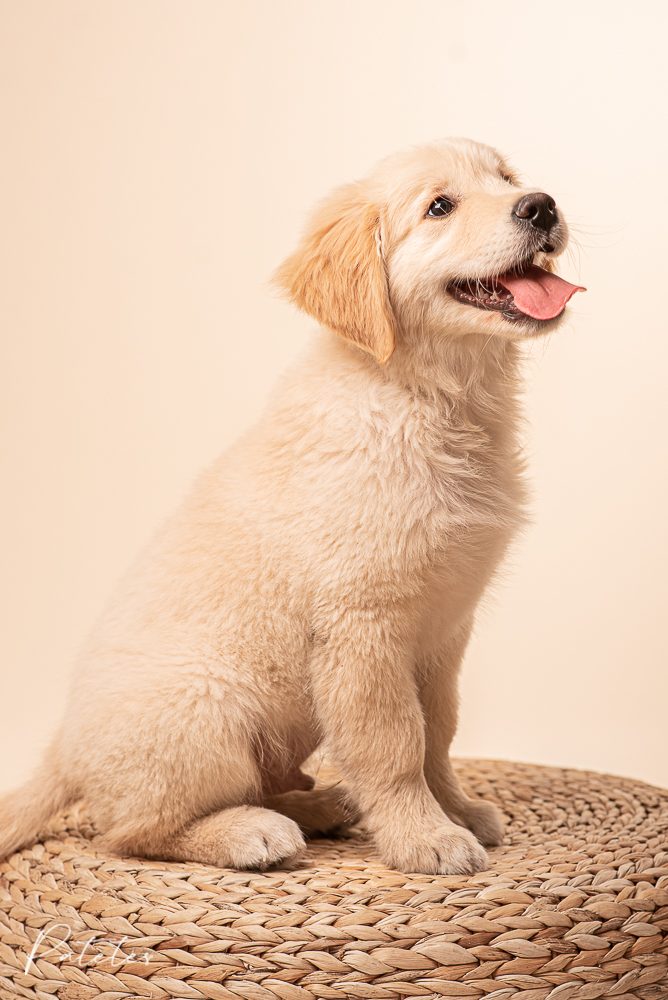 fotos-patetes-seven-golden-retriever patetes fotografia cachorro golden retriever