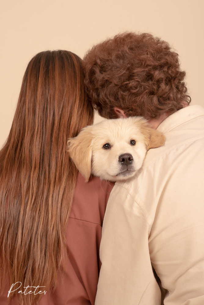 nitidesa-patetes-golden-perro-cachorro-familia foto bonita golden retriever valencia