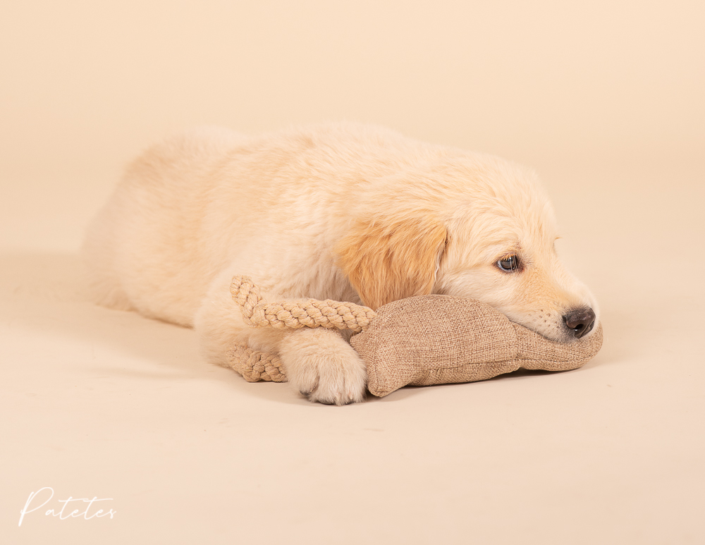 patetes-fotografia-animal-valencia-cachorro-golden-retriever foto golden retriever cachorro