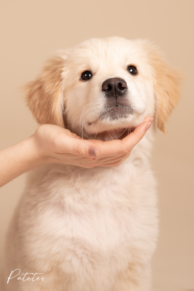 patetes-fotografia-golden-retriever golden retriever cachorro valencia patetes